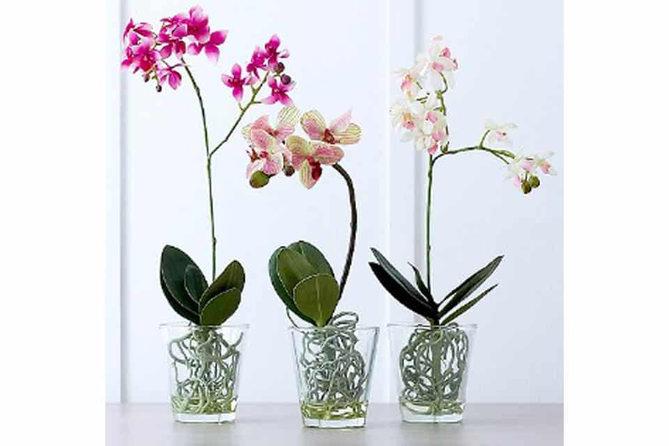 Orchidée pot transparent ou pas ?