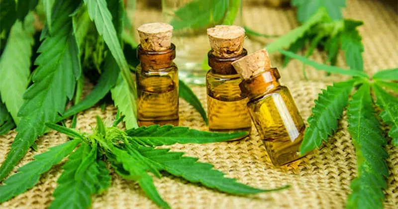 Quelles sont les différentes utilisations de l’huile de CBD