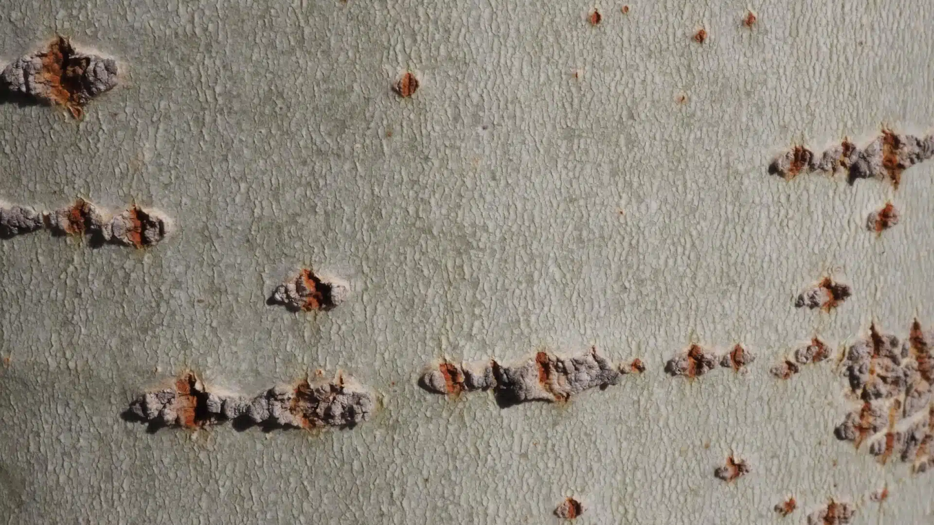 Comment détecter la présence de termites chez soi ?