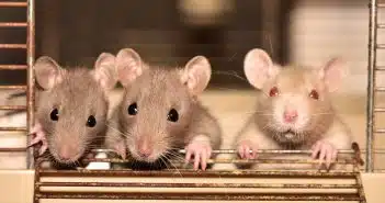 Comment faire face à une infestation de rats : solutions et prévention ?