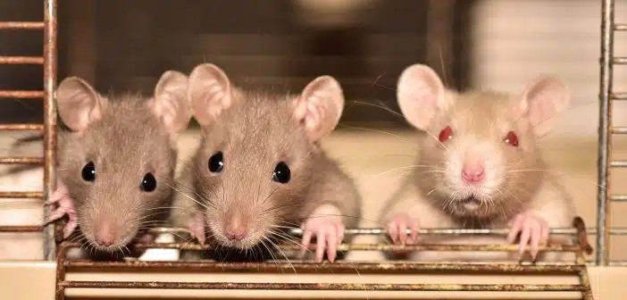 Comment faire face à une infestation de rats : solutions et prévention ?