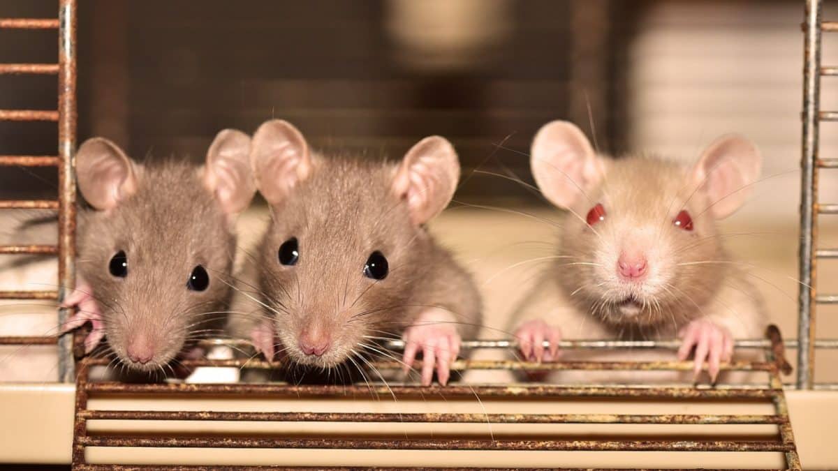 Comment faire face à une infestation de rats : solutions et prévention ?