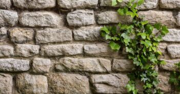 Comment eliminer le lierre naturellement ?