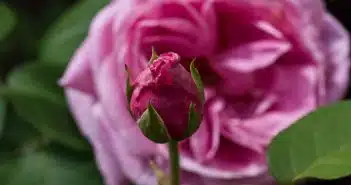 Signification des roses roses : ce qu’elles signifient et leurs couleurs