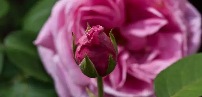 pink rose