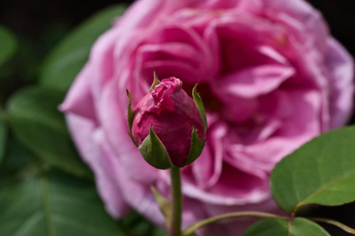 pink rose