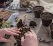 La fibre de coco et ses utilisations en hydroponie…